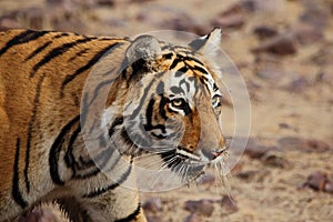 Side profile of a female tigress