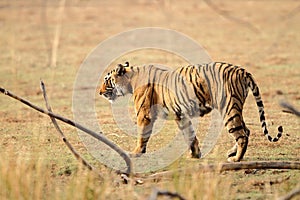 Side profile of a female tigress