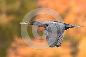 Side profile of a flying double-crested cormorant, nannopterum auritum against a blurred background