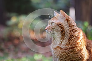 Side Profile of Ginger Tabby Cat Outside