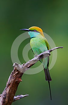 Side profile of a Green bee-eater