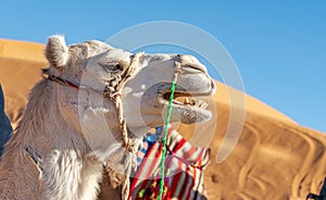 Young white dromedary camel grunting mouth open.