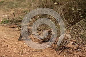 side profile of grey francolin or grey partridge or Francolinus pondicerianus family together on a forest track in winter season