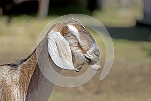 Side Profile Head of Nubian Goat