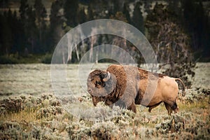 Side profile of a huge brown buffalo in springtime