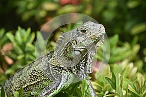 Side Profile of an Iguana in Aruba