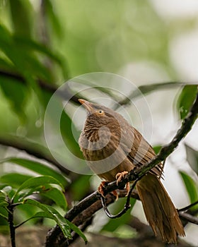 Side profile of a Jungle babbler perched on a tree branch