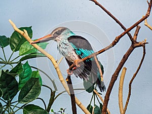 Side Profile of a Kingfisher