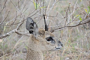 Side profile of a klipspringer antelope with only one horn.  Location: Kruger National Park, South Africa