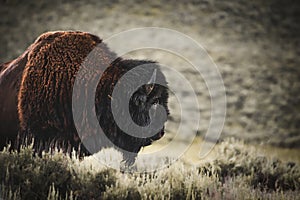 Side profile of a large male buffalo