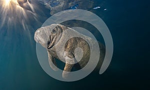 Side profile of Manatee illuminated by sunburst