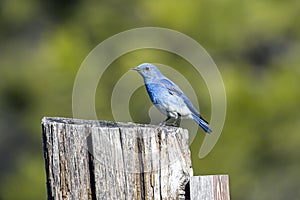 Side profile of mountain bluebird