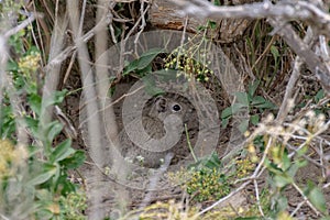 Side profile of Mountain cavies or Microcavia between buses and scrubs. Location: Cueva de las Manos, UNESCO World Heritage Site