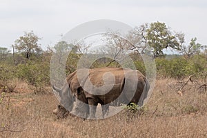 Side profile of a  pair of de-horned white rhinoceros - Ceratotherium simum - grazing in the bushveld. Location: Kruger National