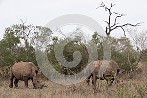 Side profile of a  pair of de-horned white rhinoceros - Ceratotherium simum - grazing in the bushveld. Location: Kruger National