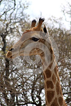 Side Profile Picture of Giraffe Head
