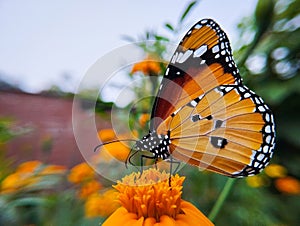 Side view of an orange butterfly on a flower