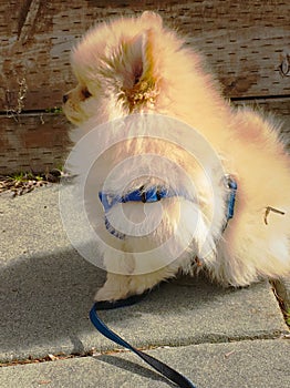 Side Profile of Pomeranian puppy