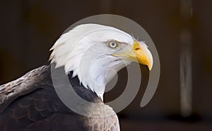 Side profile portrait of a Bald Eagle bird of prey, national bird of the Unites States of America