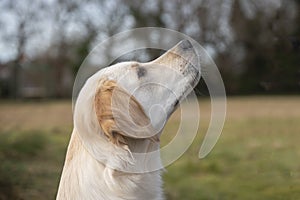 Side profile portrait image of a beautiful young golden retriever looking up