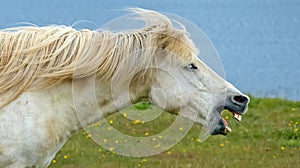 Side profile portrait of one furious wild white neighing icelandic horse head, open mouth showing teeth, blowing mane - Iceland