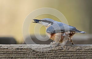 The side profile of a pretty Nuthatch Sitta europaea perched on wood with a sunflower seed in its beak.