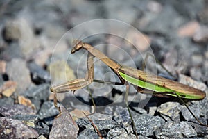Side Profile of a Preying Mantis on Stones