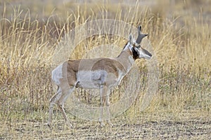 Side profile of Pronghorn antelope