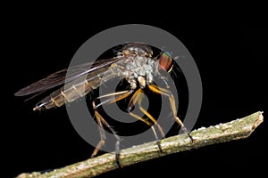 Side profile of a robberfly
