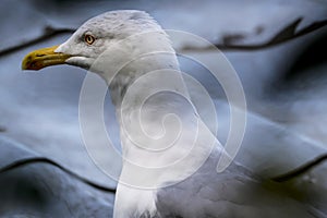Side profile of a seagull with sharp yellow beak and intense gaze
