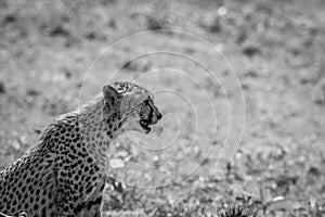 Side profile of a sitting Cheetah