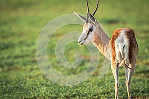 Side profile of a Springbok in Etosha.