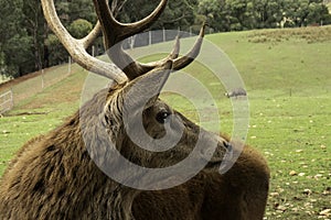 Side profile of stag with large horns
