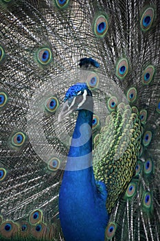 Side profile of a Stunning Blue Peacock