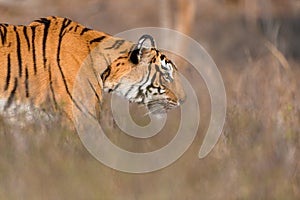 Side profile of a tigress walking through dry grass at Ranthambhore National Park on a winter morning