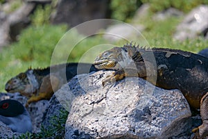 Side profile of two adult yellow land iguanas, iguana terrestre on a rock at South Plaza Island, Galapagos, Ecuador. Background photo