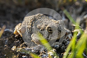 Side Profile of a very Small Toad