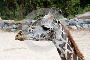 Side Profile View of a Giraffe