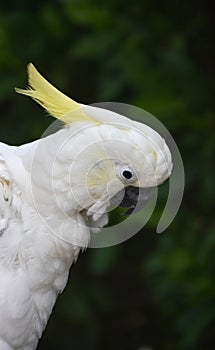 Side Profile of a White Cockatoo Bird