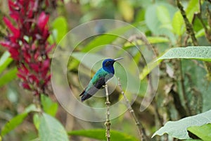 Side profile of White-necked jacobin hummingbird or colibri sitting on a twig of a green tree. Location: MIndo Lindo, Ecuador