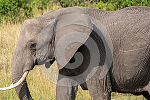 Side profile of a wild African elephant in the Masai Mara in Kenya