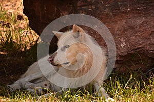 Side Profile of a Wild Timber Wolf