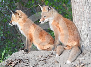 Side profiles of two young red fox kits