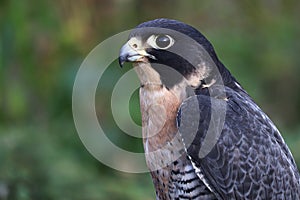 Side protrait of a Peregraine Falcons head