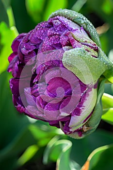 Side of Purple Tulip Against Green