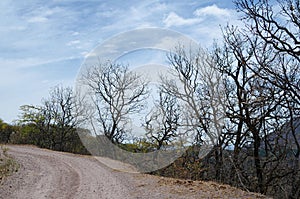 Side-road in the woods under blue sky