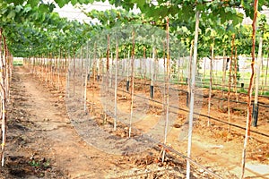 Side of row green grape farm