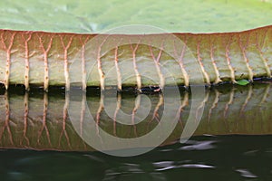 Side of the Santa Cruz waterlily leaf with reflection