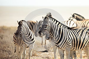Side selective focus view of small herd of plains zebras standing in field during a sunny afternoon