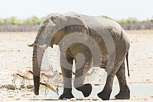 Side selective focus view of young bull elephant walking away from a waterhole after splashing itself